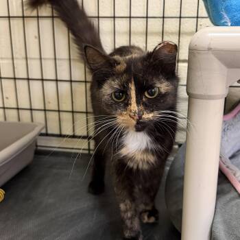 Mint Chocolate Chip -  Domestic Long Hair Cat for Adoption in Wantagh, New York - Mint Chocolate Chip | PetCurious