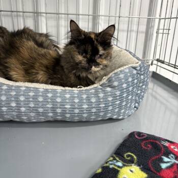 Tootsie -  Tortoiseshell Cat for Adoption in Big Rapids, Michigan - Tootsie | PetCurious