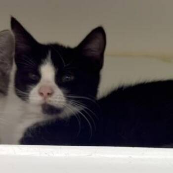Gizmo -  Domestic Short Hair Cat for Adoption in Reisterstown, Maryland - Gizmo | PetCurious