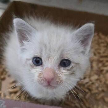 Martin -  Siamese Cat for Adoption in Tampa, Florida - Martin | PetCurious