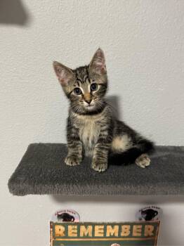 Amethyst -  Domestic Short Hair Cat for Adoption in Sunrise, Florida - Amethyst | PetCurious