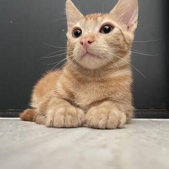 Yahtzee and Pinnacle -  American Shorthair and Tabby Cat for Adoption in Mission Viejo, California - Yahtzee And Pinnacle | PetCurious