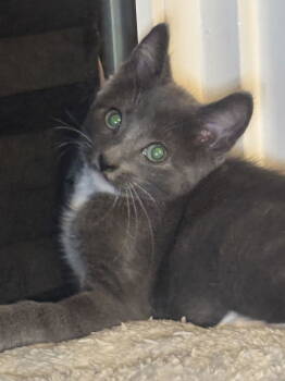 Rescue Domestic Short Hair Cats for Adoption in Seal Beach, California - Tot | PetCurious