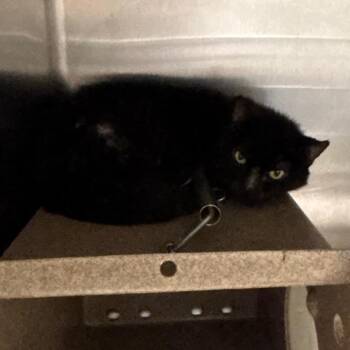 Laura -  Domestic Short Hair Cat for Adoption in Abilene, Texas - Laura | PetCurious