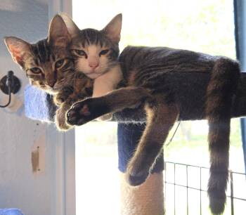 Rescue Domestic Short Hair Cats for Adoption in Fort Worth, Texas - Hugsy And Meer | PetCurious