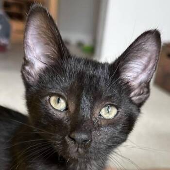 Tom Lizard -  Domestic Short Hair Cat for Adoption in Pleasanton, California - Tom Lizard | PetCurious