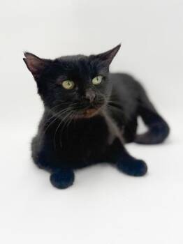 Domestic Short Hair Cats Available for Adoption in Bowling Green, Kentucky - Thumper | PetCurious
