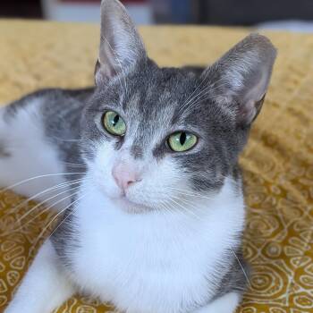Eli -  Domestic Short Hair Cat for Adoption in Bloomfield, New Jersey - Eli | PetCurious