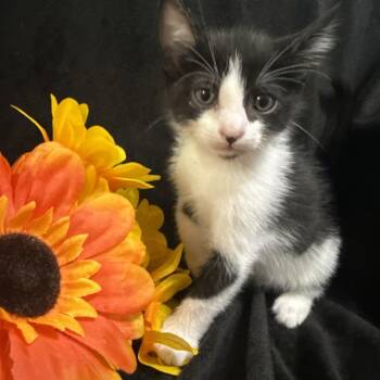 Aang -  Domestic Short Hair Cat for Adoption in Brea, California - Aang | PetCurious