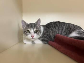 Lilly -  Domestic Short Hair Cat for Adoption in Lancaster, Pennsylvania - Lilly | PetCurious