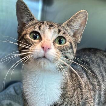 Elly -  Domestic Short Hair Cat for Adoption in Matteson, Illinois - Elly | PetCurious