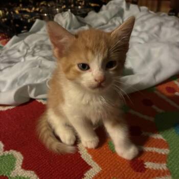 TATER -  Domestic Short Hair Cat for Adoption in Ben Avon, Pennsylvania - TATER | PetCurious