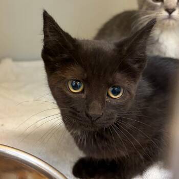 Bagheera -  Domestic Short Hair Cat for Adoption in Harrisonburg, Virginia - Bagheera | PetCurious