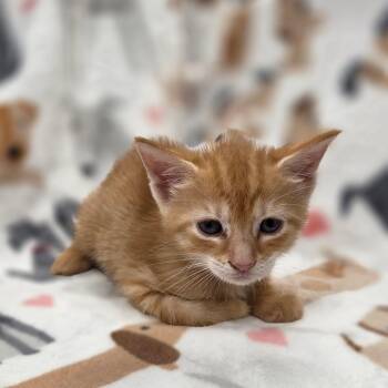 Alien Swirling Saucers -  Domestic Short Hair Cat for Adoption in Parkersburg, West Virginia - Alien Swirling Saucers | PetCurious