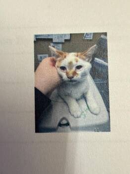 Domestic Short Hair Cats Available for Adoption - Canada | PetCurious