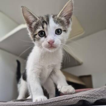 Felicia -  Domestic Short Hair Cat for Adoption in Newark, New Jersey - Felicia | PetCurious