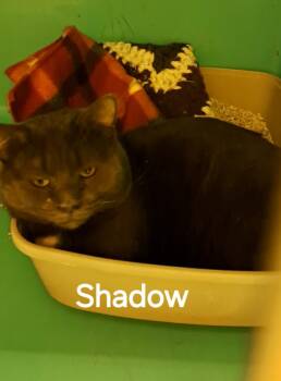 Rescue Domestic Short Hair Cats for Adoption in Plattsburgh, New York - Shadow | PetCurious