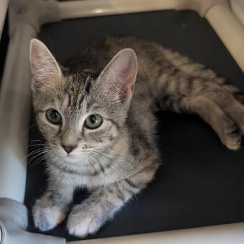 Peachy -  Domestic Short Hair Cat for Adoption in Tylertown, Mississippi - Peachy | PetCurious