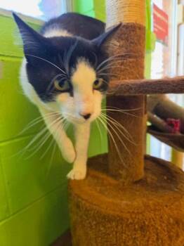 Andreas -  Domestic Short Hair Cat for Adoption in Scottsbluff, Nebraska - Andreas | PetCurious