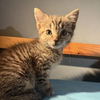 Domestic Short Hair and Tabby Cats Available for Adoption in Mastic, New York - Forrest | PetCurious