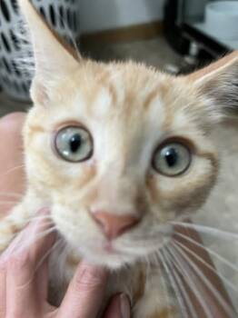 Amity -  Domestic Short Hair Cat for Adoption in Dayton, Minnesota - Amity | PetCurious