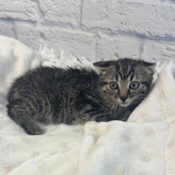 Fudgesicle -  Domestic Short Hair Cat for Adoption in Harrisonburg, Virginia - Fudgesicle | PetCurious
