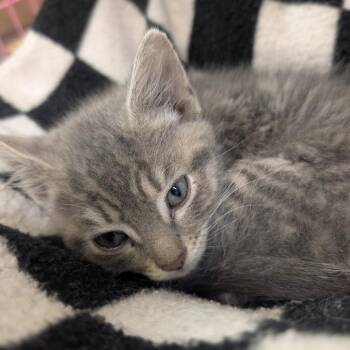 Shirley -  Domestic Short Hair Cat for Adoption in Priest River, Idaho - Shirley | PetCurious