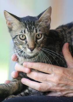 Thurston -  Domestic Short Hair Cat for Adoption in North Fort Myers, Florida - Thurston | PetCurious