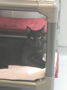 Rescue Domestic Medium Hair and Domestic Short Hair Cats for Adoption in New Freedom, Pennsylvania - Becky | PetCurious