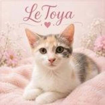 LeToya -  Domestic Short Hair Cat for Adoption in Portsmouth, Ohio - LeToya | PetCurious