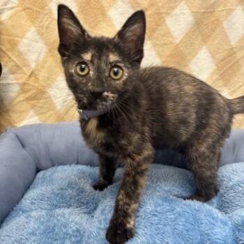 Peanut -  Domestic Short Hair Cat for Adoption in Long Beach, California - Peanut | PetCurious