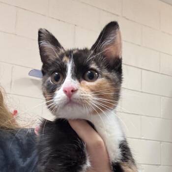 Mitsuri 29892 -  Domestic Short Hair Cat for Adoption in Middleburg, Florida - Mitsuri 29892 | PetCurious