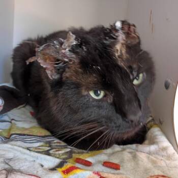 Domestic Short Hair Cats Available for Adoption in Kanab, Utah - Blaze | PetCurious