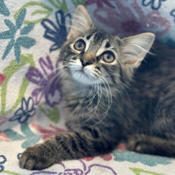 Charmander -  Domestic Medium Hair Cat for Adoption in Matteson, Illinois - Charmander | PetCurious