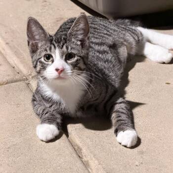 Detective Irene Daniels -  Domestic Short Hair Cat for Adoption in Mount Laurel Township, New Jersey - Detective Irene Daniels | PetCurious
