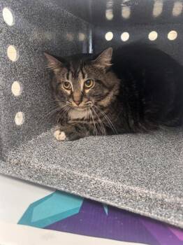 Domestic Long Hair Cats Available for Adoption - PETRA