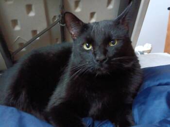 Domestic Short Hair Cats Available for Adoption in Richmond Hill, Ontario - Elishy | PetCurious