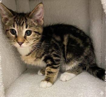 Mango -  Tabby Cat for Adoption in Claresholm, Alberta - Mango | PetCurious