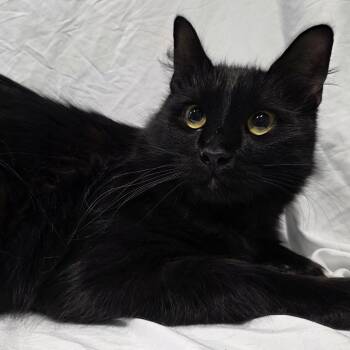 Domestic Long Hair Cats Available for Adoption in Abilene, Texas - Ozzi Pawsborn | PetCurious