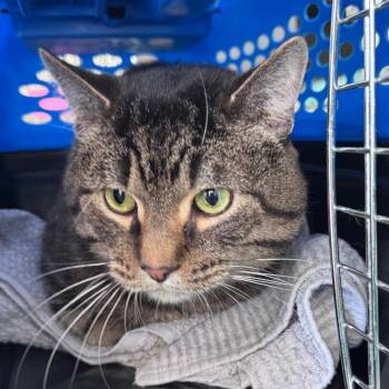 Colobus -  Domestic Short Hair Cat for Adoption in Chicago, Illinois - Colobus | PetCurious