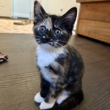 Rescue Calico and Domestic Short Hair Cats for Adoption in Knoxville, Tennessee - Hazelnut | PetCurious