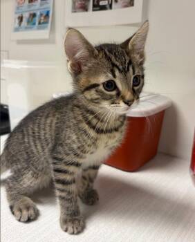 Domestic Medium Hair Cats Available for Adoption in Greenfield, Indiana - Roger | PetCurious