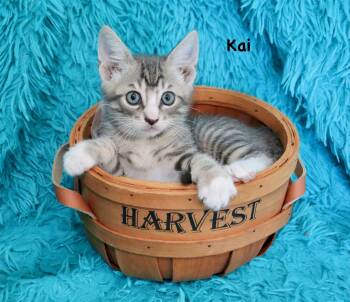 Rescue Tabby Cats for Adoption in St. Augustine, Florida - Kai | PetCurious