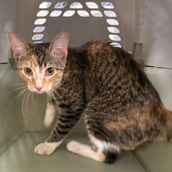 Patty Cake-C -  Domestic Short Hair Cat for Adoption in East St. Louis, Illinois - Patty Cake-C | PetCurious