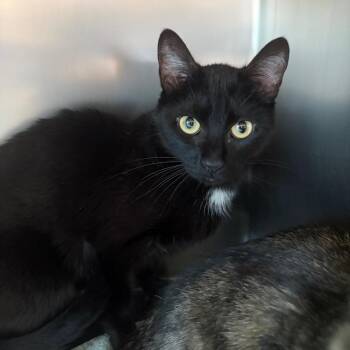 Shady -  Domestic Short Hair Cat for Adoption in Council Bluffs, Iowa - Shady | PetCurious