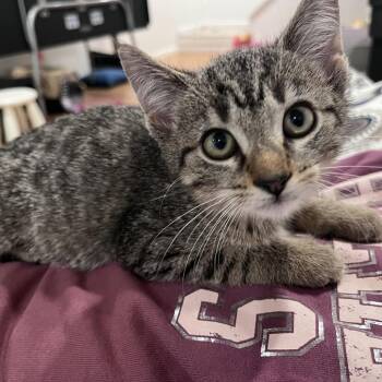 Mars -  Domestic Short Hair Cat for Adoption in Granville, Ohio - Mars | PetCurious