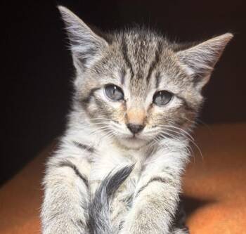 Jolene -  Domestic Short Hair Cat for Adoption in Oakland, California - Jolene | PetCurious