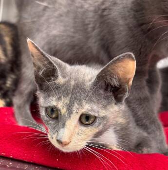 Joey -  Domestic Short Hair Cat for Adoption in Danielsville, Georgia - Joey | PetCurious