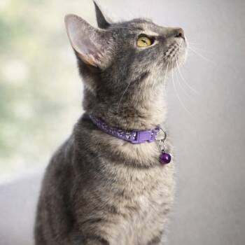 Pearl -  Domestic Short Hair and Tabby Cat for Adoption in Liverpool, Texas - Pearl | PetCurious