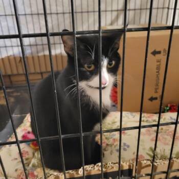 Domestic Short Hair Cats Available for Adoption - Willa | PetCurious